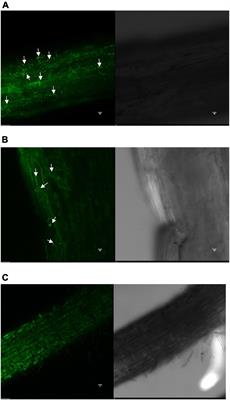Unraveling the mechanism of sulfur nutrition in pigeonpea inoculated with <mark class="highlighted">sulfur-oxidizing</mark> bacteria